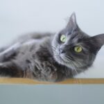 From Paws to Profit: How PPC Ads Can Elevate Your Pet Training Business in Bradenton
