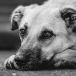 From Paws to Profit: Unlocking the Power of PPC Advertising for Bradenton Dog Walkers