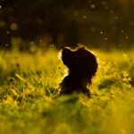 From Paws to Profits: 5 Ways PPC Can Elevate Your Pet Grooming Services in Sarasota