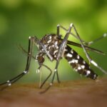 From Pests to Profit: Unlocking the Power of SEO for Sarasota Pest Inspectors