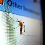 From Pests to Profits: The Essential SEO Strategies Every Sarasota Pest Inspector Should Know