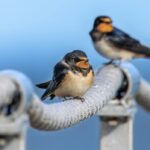 From Posts to Profits: Elevate Your Sarasota Fence Business with Powerful SEO Techniques