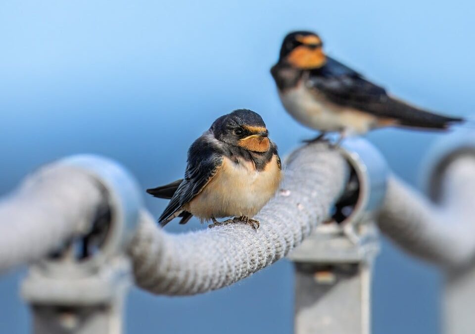 From Posts to Profits: Elevate Your Sarasota Fence Business with Powerful SEO Techniques