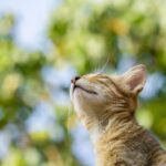 From Puppies to Profits: Harnessing PPC to Boost Your Sarasota Pet Training Services
