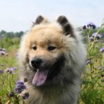 From Puppy Love to Profits: Transform Your Sarasota Dog Walking Business with Effective PPC Campaigns
