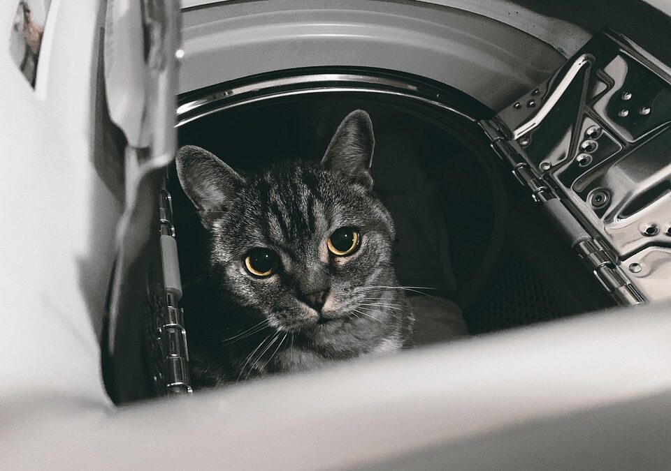 From Search to Service: The Power of PPC for Local Dryer Vent Cleaners in Sarasota