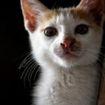 From Stray to Stay: Boost Your Bradenton Vet Business with Targeted PPC Campaigns!