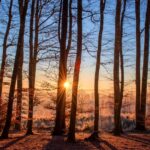 From Trimming Trees to Climbing Rankings: Boost Your Sarasota Tree Service with Smart SEO Practices