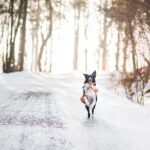 From Woofs to Wins: Unlocking the Benefits of SEO for Your Bradenton Pet Training Business