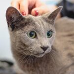 Fur-tastic Opportunities: Unlocking the Benefits of SEO for Local Pet Groomers in Bradenton