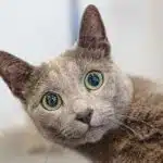 Fur-tunately Found: The Power of Local SEO for Sarasota's Pet Grooming Professionals