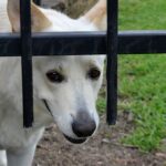 Furr-tunately Yours: Why Every Bradenton Veterinarian Should Invest in SEO