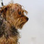 Furry Friends & Search Engines: The SEO Strategies Every Bradenton Pet Groomer Needs