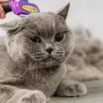 Furry Success: Unlocking the Power of PPC for Sarasota's Pet Groomers!