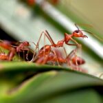 Get Found First: The SEO Advantage for Bradenton Pest Inspectors Competing for Local Clients