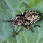 Get Noticed: Transforming Your Bradenton Pest Inspection Business with Smart PPC Strategies