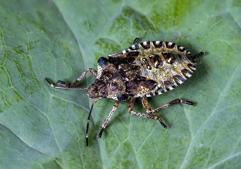 Get Noticed: Transforming Your Bradenton Pest Inspection Business with Smart PPC Strategies