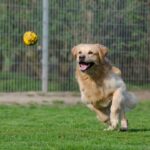 Get Your Paws on More Clients: Why Sarasota Pet Boarders Can't Afford to Ignore PPC!