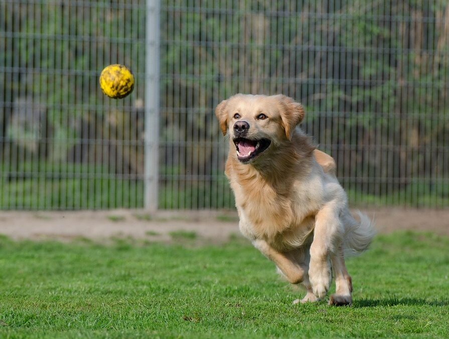 Get Your Paws on More Clients: Why Sarasota Pet Boarders Can't Afford to Ignore PPC!