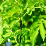 Getting Found: Why Bradenton Pest Control Companies Can’t Afford to Ignore Local SEO
