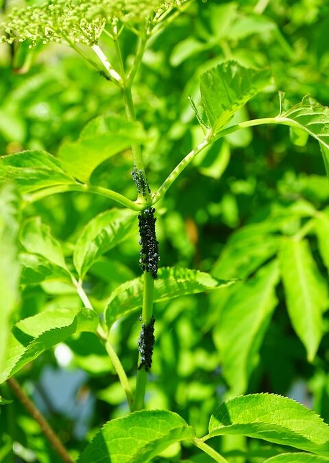 Getting Found: Why Bradenton Pest Control Companies Can’t Afford to Ignore Local SEO