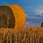 Grading Your Success: How Targeted PPC Campaigns Can Elevate Bradenton’s Small Land Grading Businesses