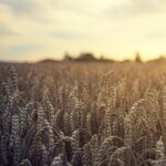 Grading Your Way to the Top: How Effective SEO Can Transform Your Bradenton Land Grading Business