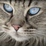 Grooming Success: Elevate Your Bradenton Pet Business with Effective SEO Strategies