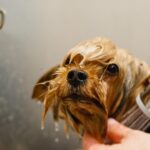 Grooming Success: Unlocking the Power of SEO for Bradenton's Pet Groomers