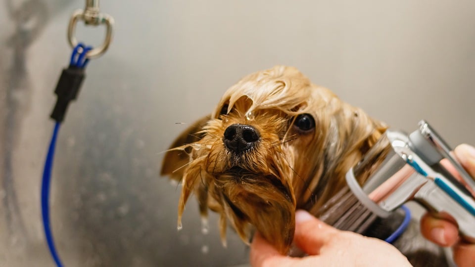 Grooming Success: Unlocking the Power of SEO for Bradenton's Pet Groomers