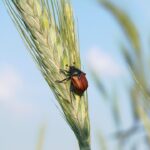 How SEO Can Help Your Bradenton Pest Inspection Business Exterminate the Competition