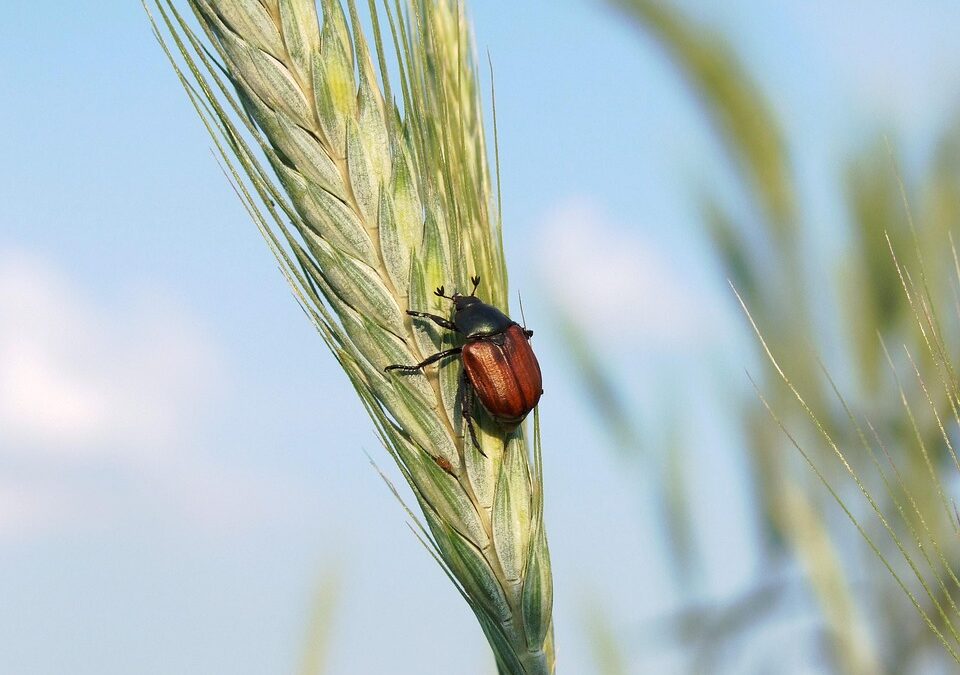 How SEO Can Help Your Bradenton Pest Inspection Business Exterminate the Competition