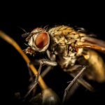 Inspecting Opportunities: How Effective SEO Can Make Your Sarasota Pest Business Stand Out