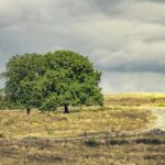 “Landscape to Lead: How Effective SEO Can Elevate Your Bradenton Business Above the Competition”