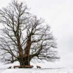 Leafing Through Leads: Why Sarasota Tree Service Owners Should Invest in PPC