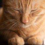 Leash Up Your Marketing: How Targeted PPC Can Fill Your Sarasota Pet Boarding Slots