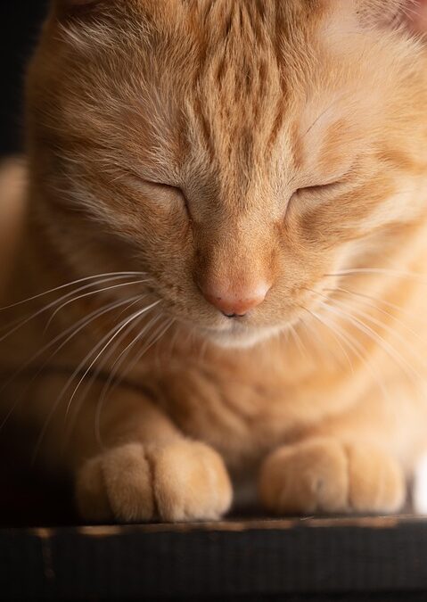 Leash Up Your Marketing: How Targeted PPC Can Fill Your Sarasota Pet Boarding Slots