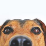 Leash Your Business Potential: How PPC Can Elevate Your Bradenton Dog Walking Service