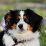Leash Your Local Market: Unleashing the Power of SEO for Dog Walkers in Sarasota