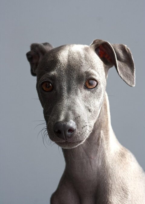 Leash Your Online Presence: Why SEO is Essential for Bradenton Dog Walkers to Stand Out