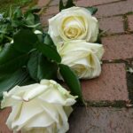 Local Grief Needs Local Solutions: Why Your Sarasota Funeral Home Should Invest in PPC Today