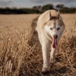 Local Love: How SEO Can Connect Sarasota Pet Trainers with Pet Owners in Need!