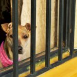 Local Love: How SEO Can Make Your Bradenton Home Security Company the Go-To Choice