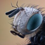 Local Visibility Matters: 5 SEO Strategies Every Sarasota Pest Inspector Should Implement