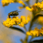 Local Visibility Matters: Unlock the Power of SEO for Your Sarasota Pest Inspection Business