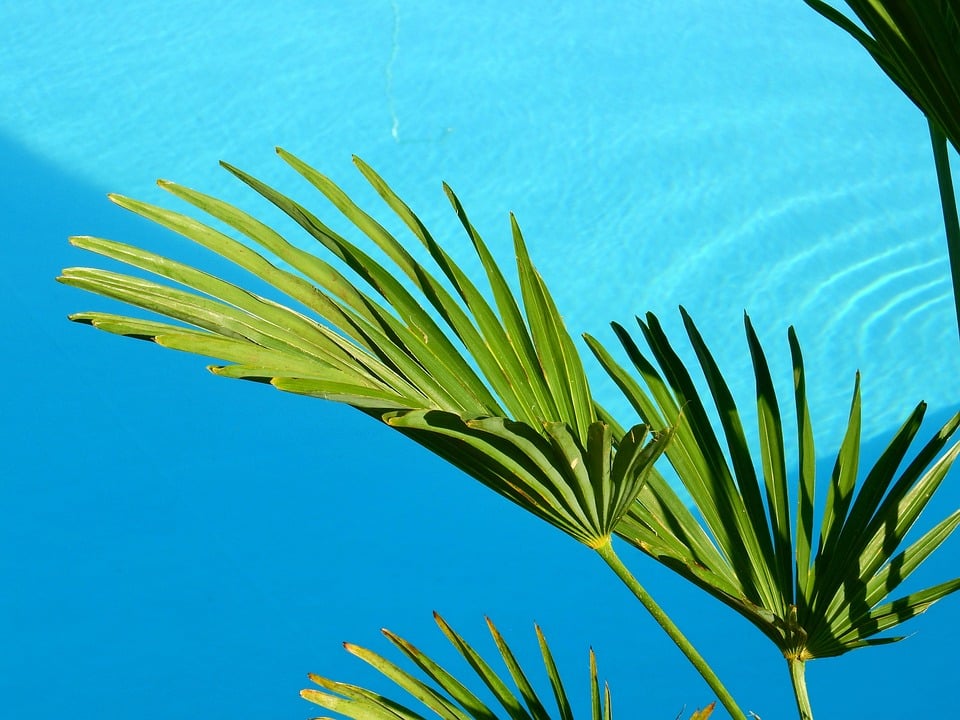 Making Waves: How PPC Advertising Can Transform Your Bradenton Pool Cleaning Business