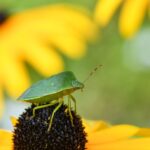 Outsmart the Competition: Leveraging PPC to Boost Your Pest Inspection Business in Sarasota