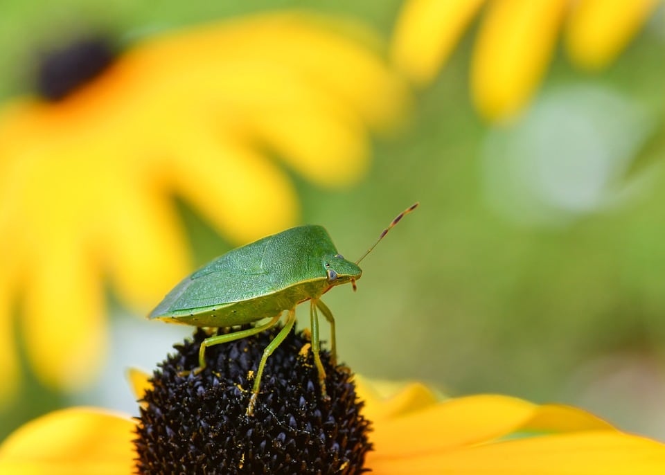 Outsmart the Competition: Leveraging PPC to Boost Your Pest Inspection Business in Sarasota