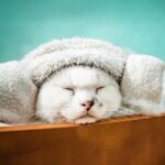 Pamper Your Profits: The Essential Role of SEO for Sarasota Day Spas Looking to Attract Local Clients