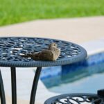 Patio Dreams to Profits: How PPC Can Transform Your Bradenton Business!